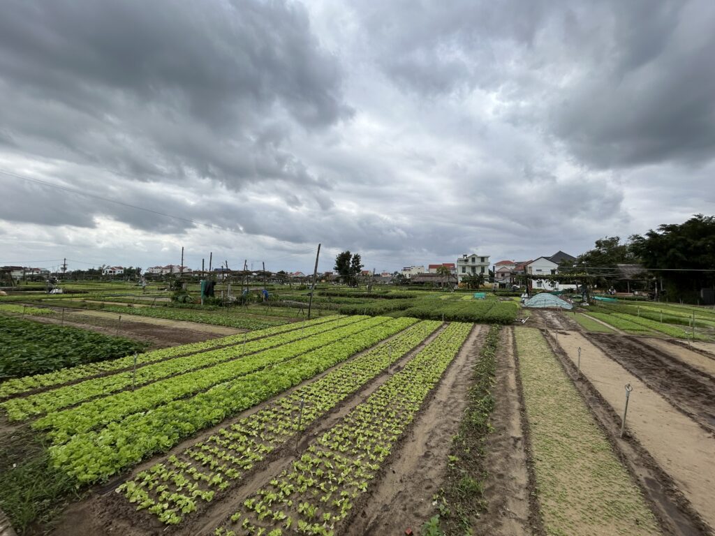 Làng Rau Trà Quế Hội An