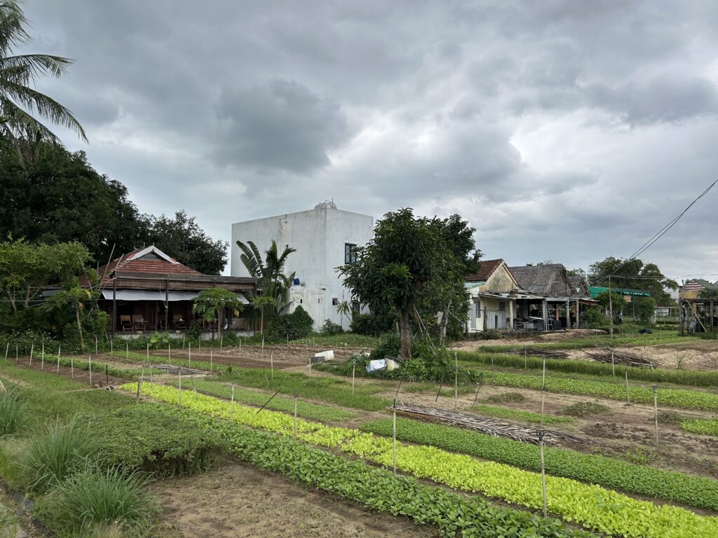 Làng Rau Trà Quế Hội An