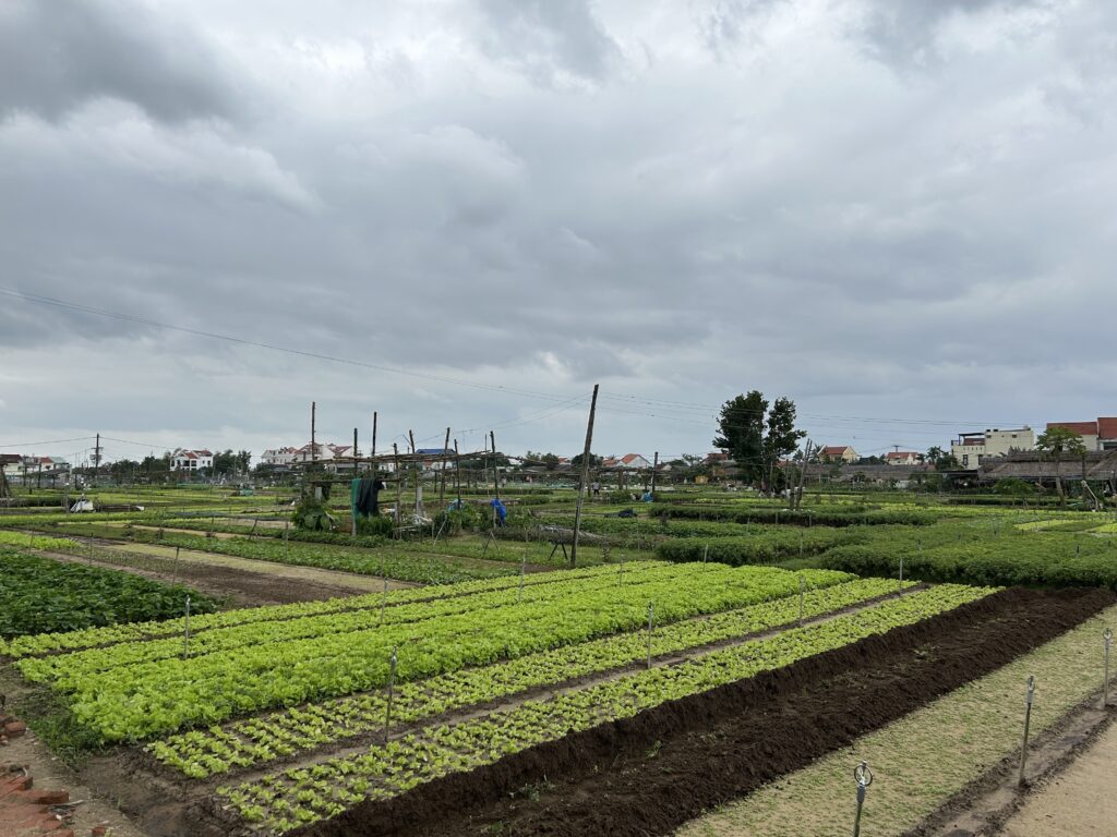 Làng Rau Trà Quế Hội An