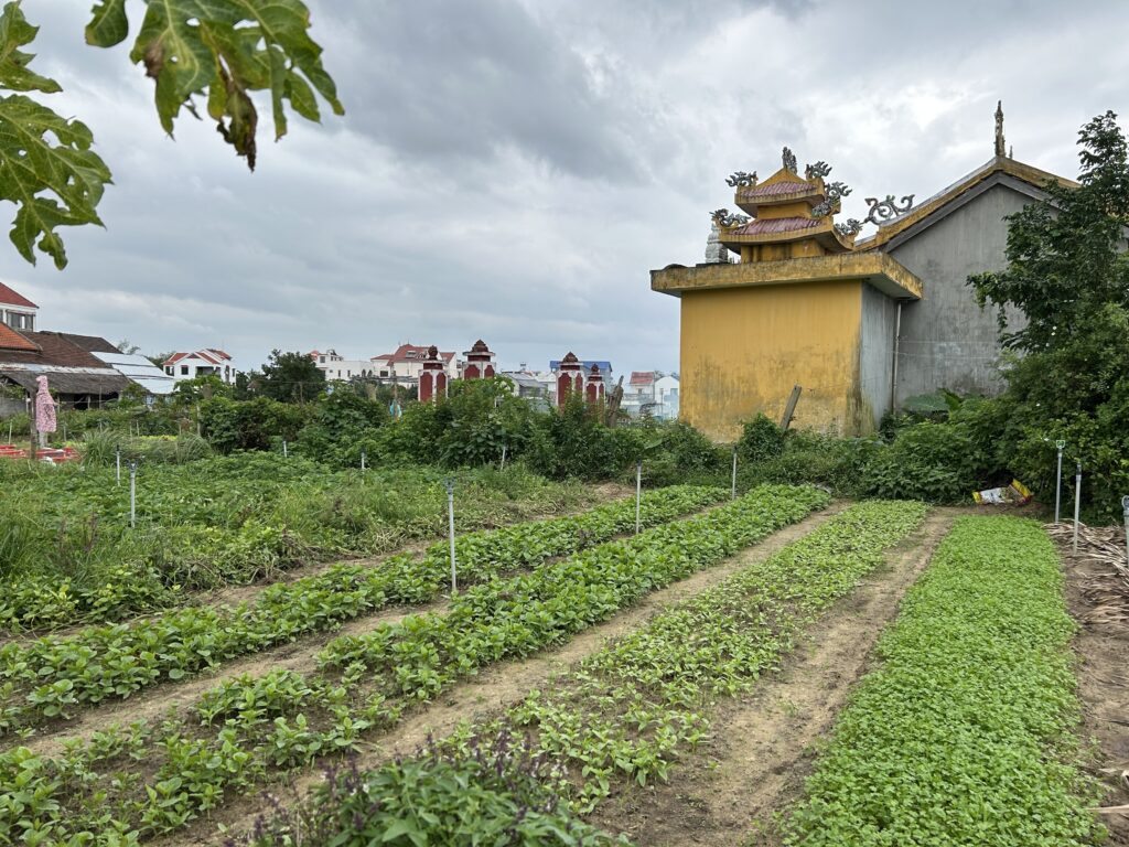 Làng Rau Trà Quế Hội An