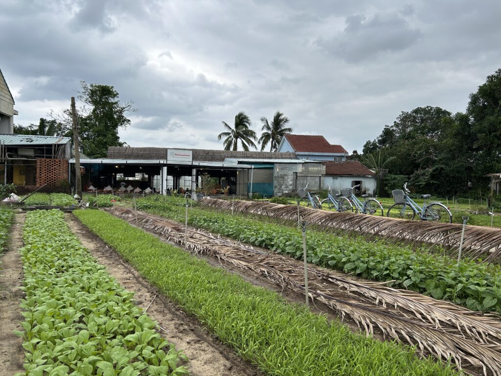 Làng Rau Trà Quế Hội An